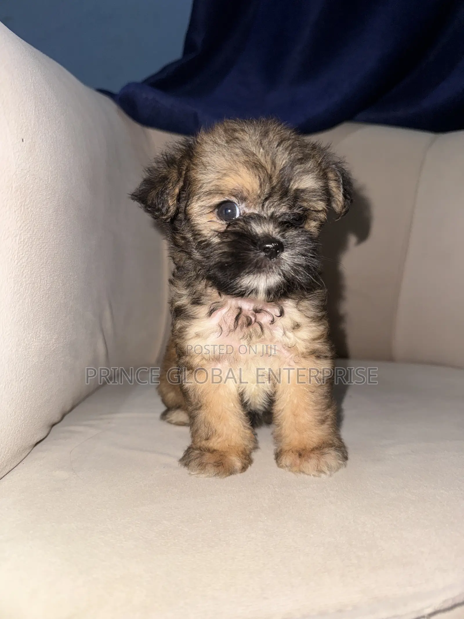 1+ year Female Purebred Lhasa Apso