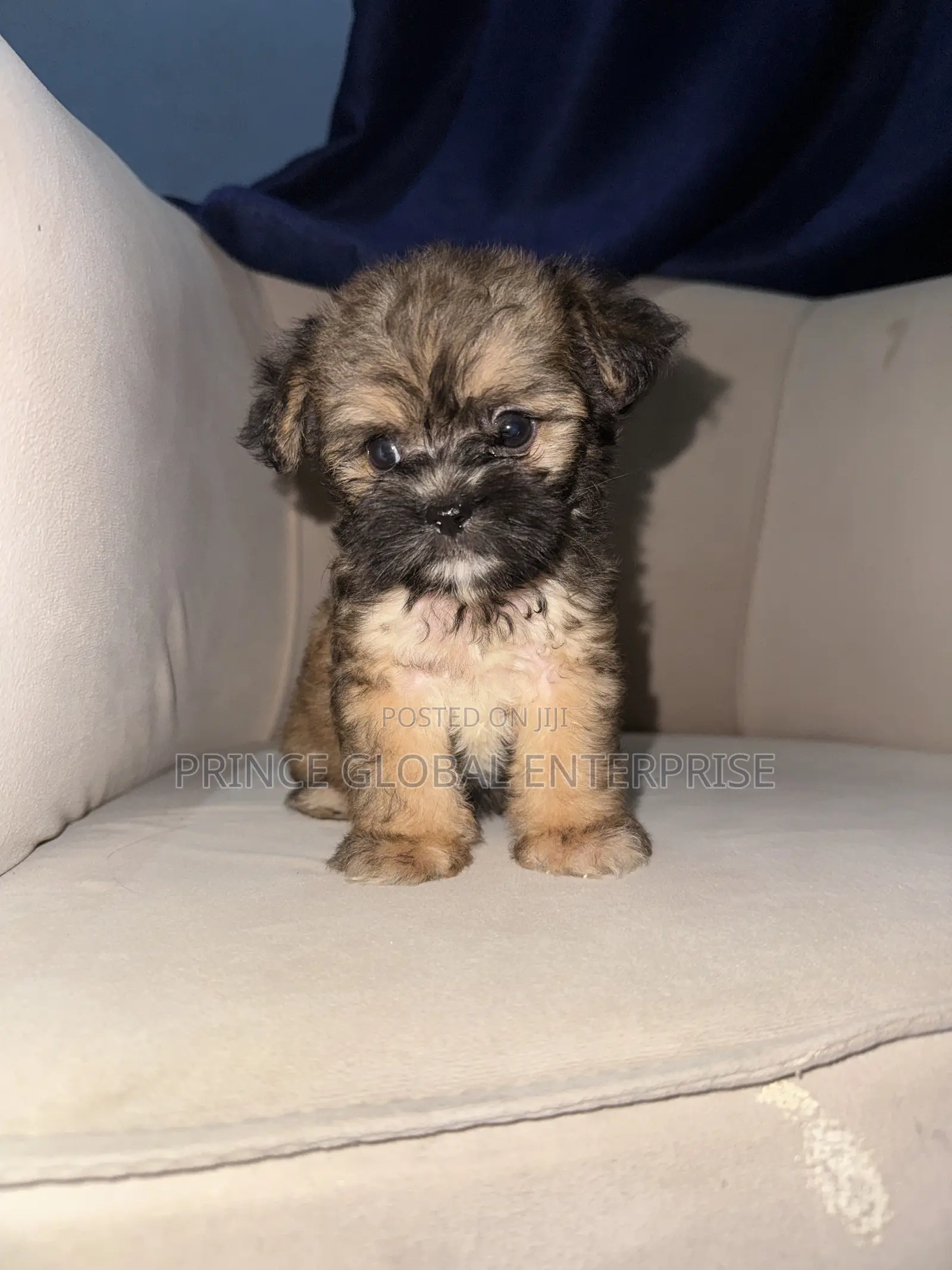 1+ year Female Purebred Lhasa Apso