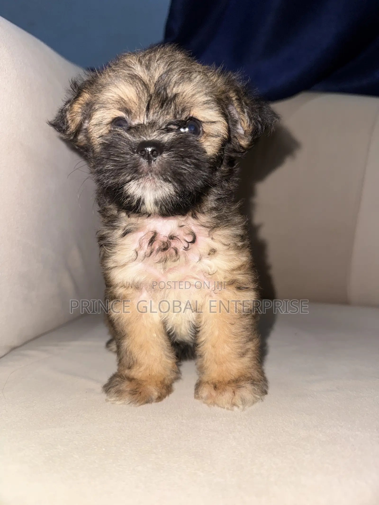 1+ year Female Purebred Lhasa Apso