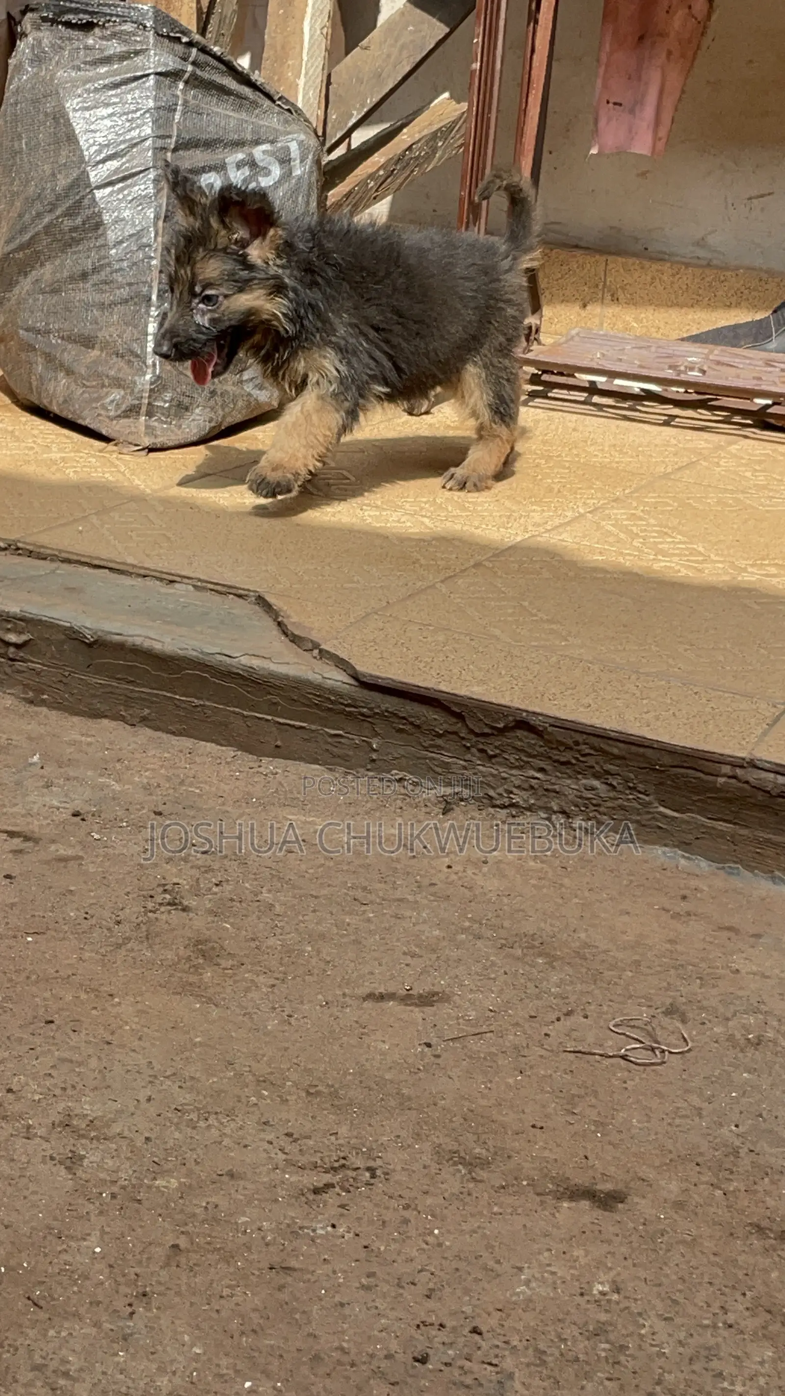 1-3 months Male Purebred German Shepherd