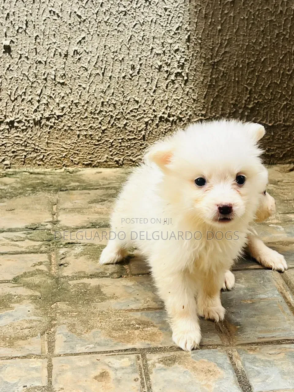 1-3 months Female Purebred American Eskimo