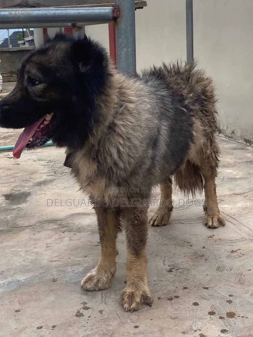 1+ year Female Purebred Caucasian Shepherd