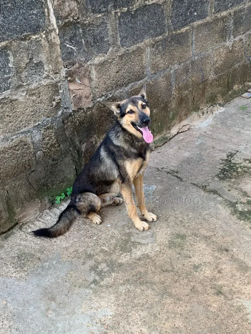 1+ year Female Purebred German Shepherd