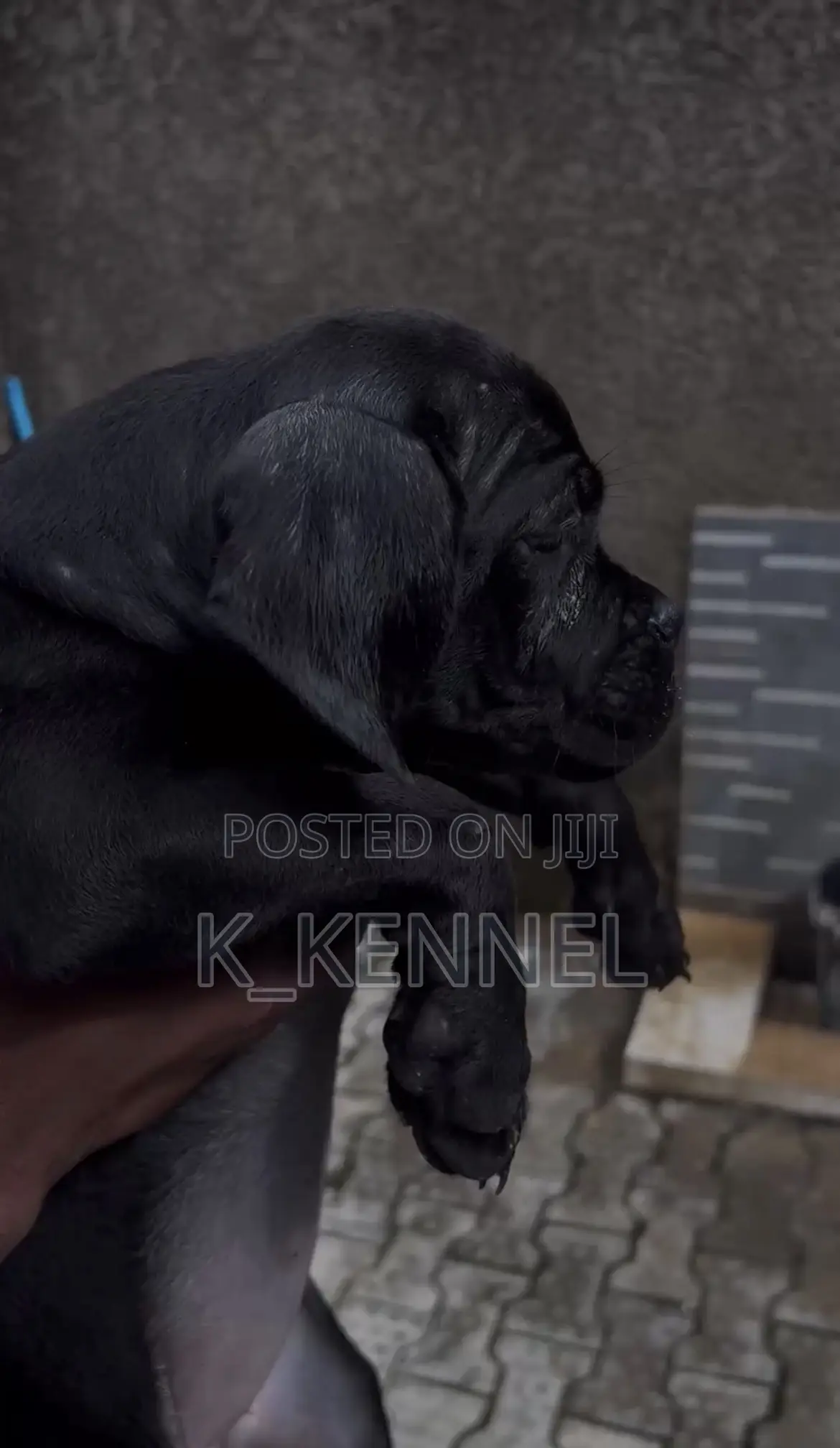 1-3 months Male Purebred Cane Corso