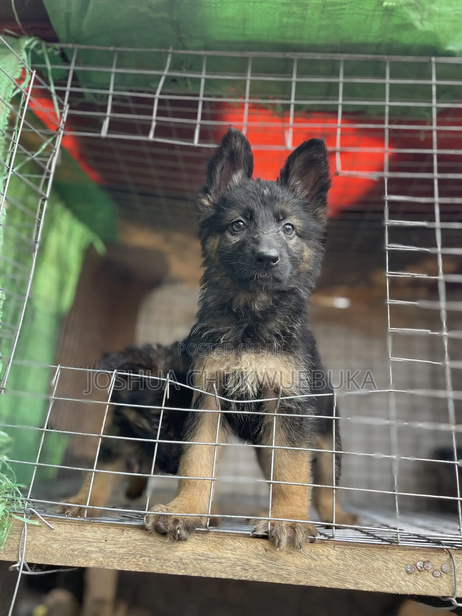 1-3 months Female Purebred German Shepherd