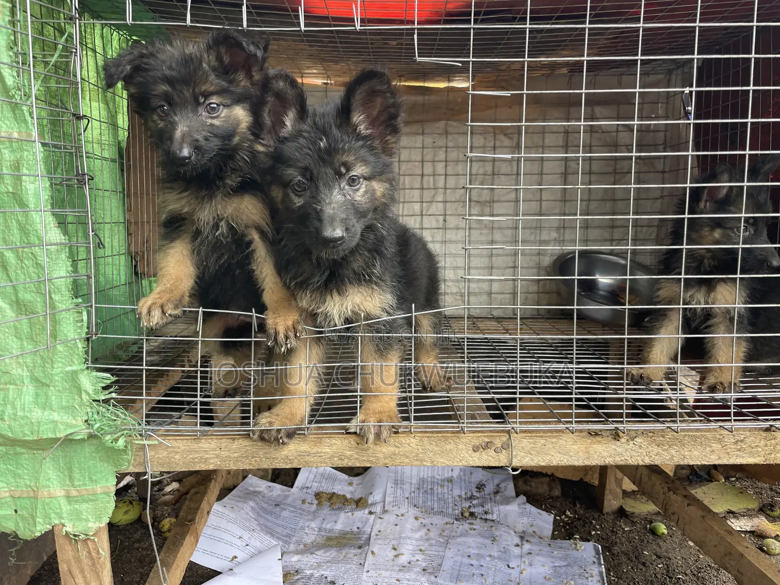 1-3 months Female Purebred German Shepherd