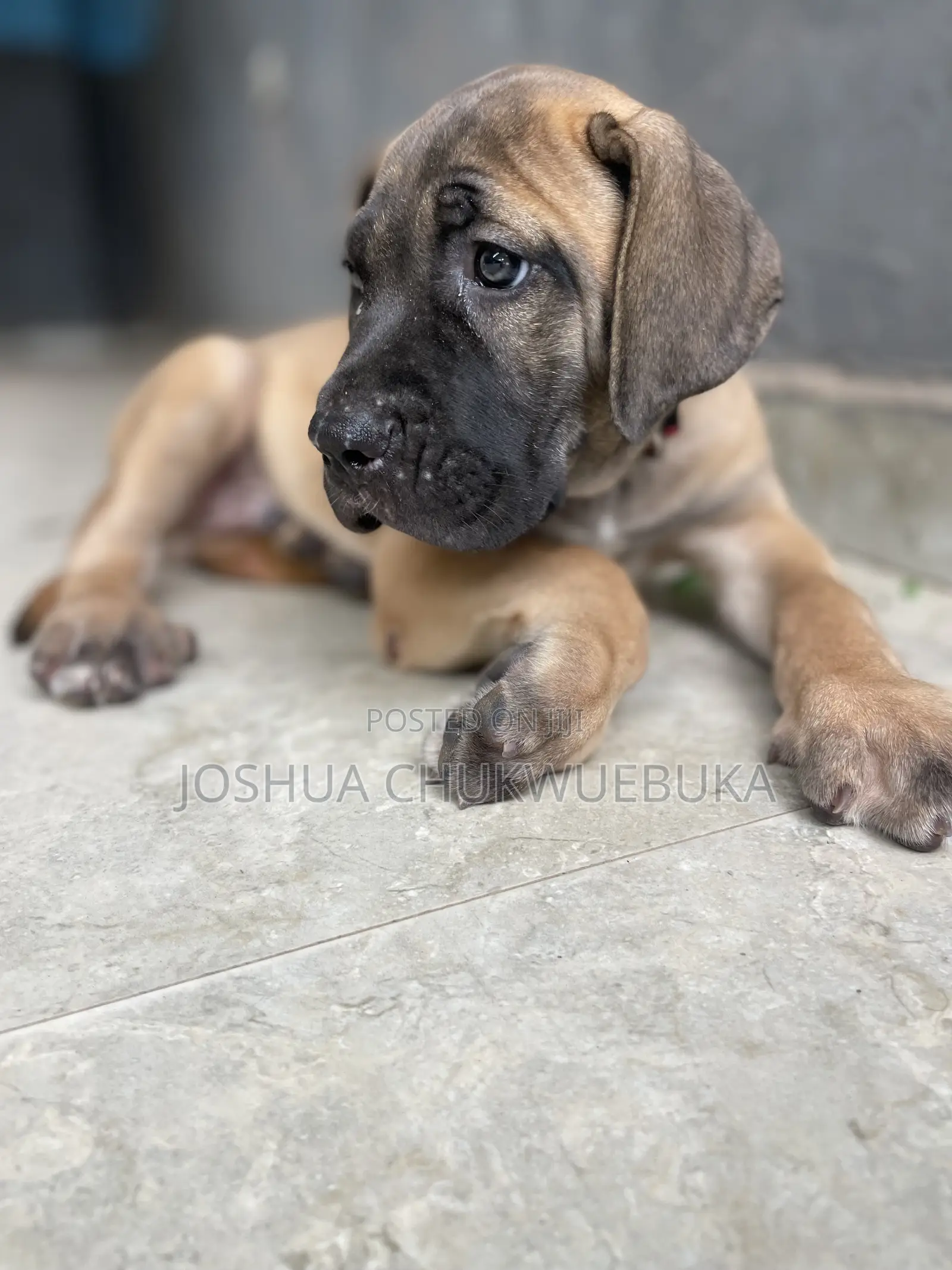 3-6 months Male Purebred Boerboel