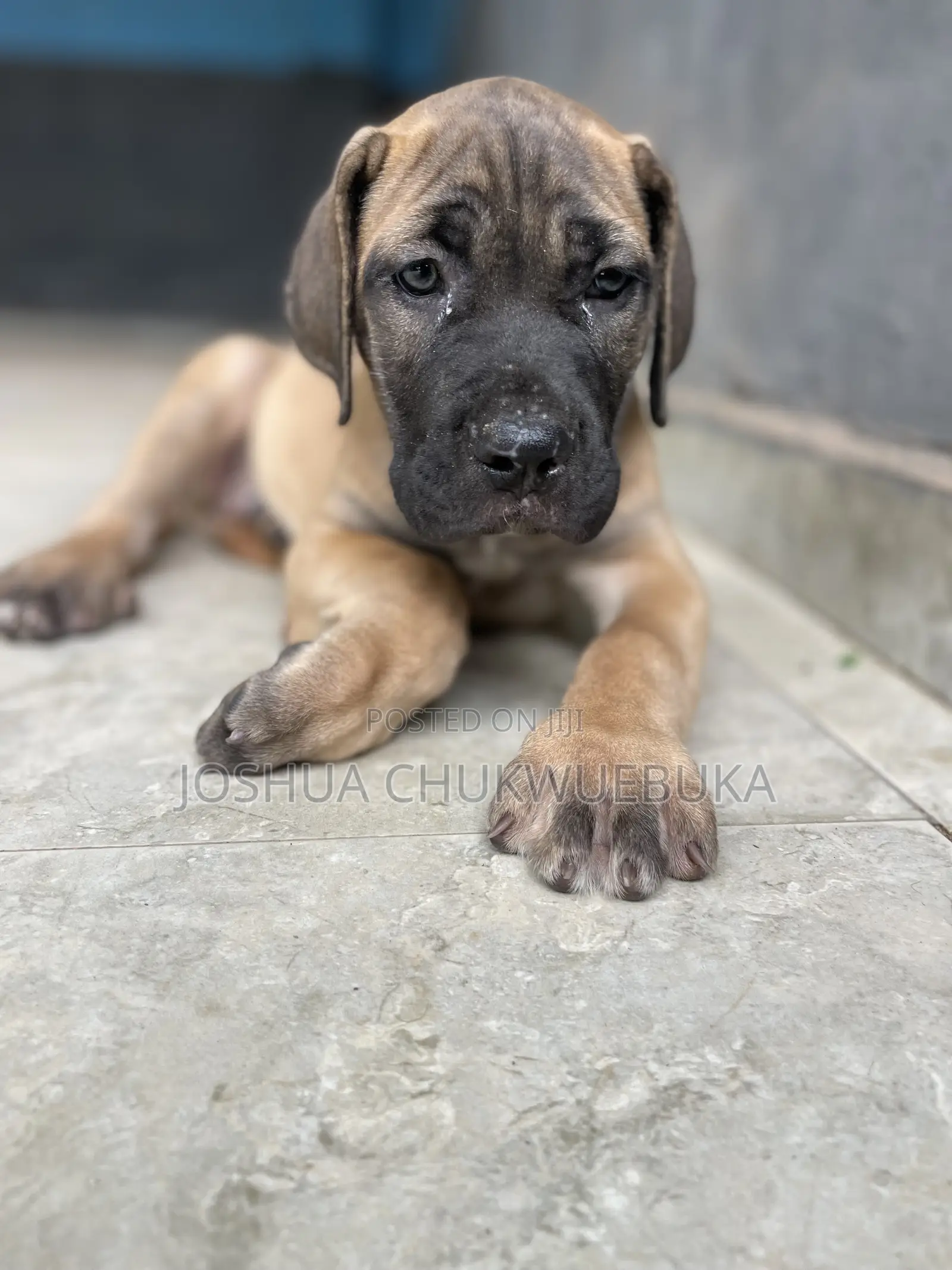 3-6 months Male Purebred Boerboel