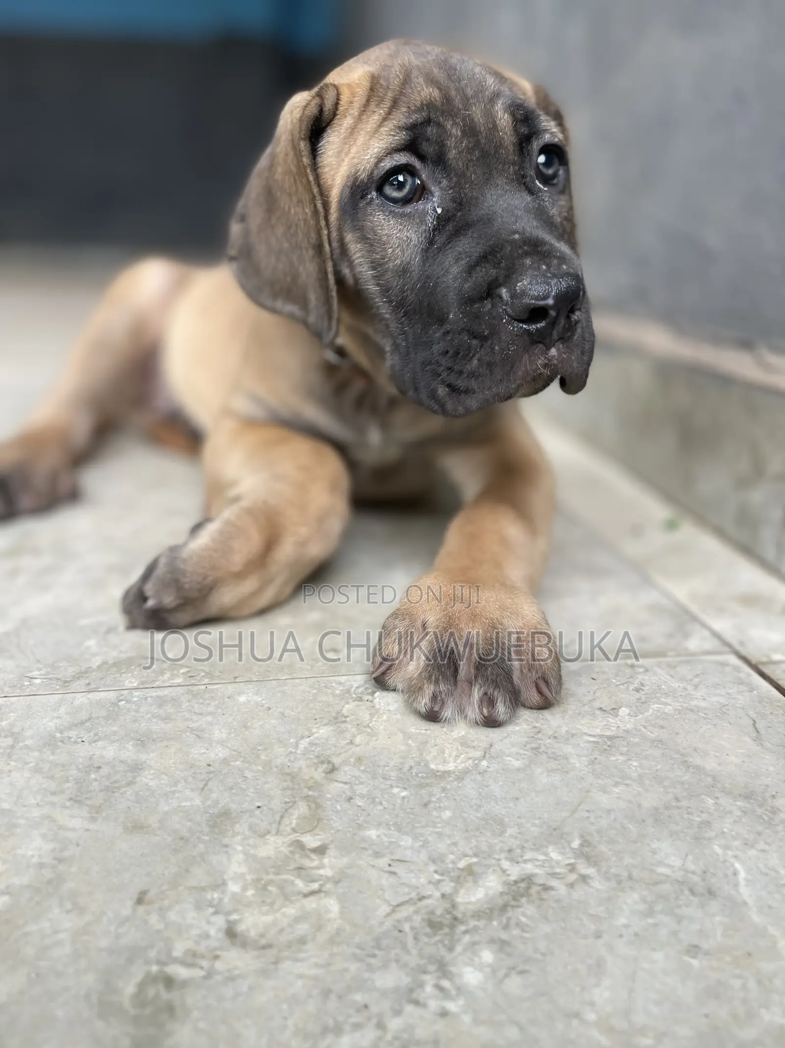 3-6 months Male Purebred Boerboel