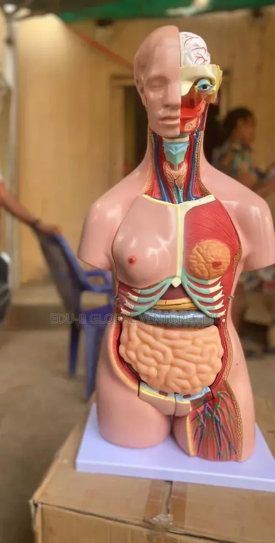 Human Torso Anatomy