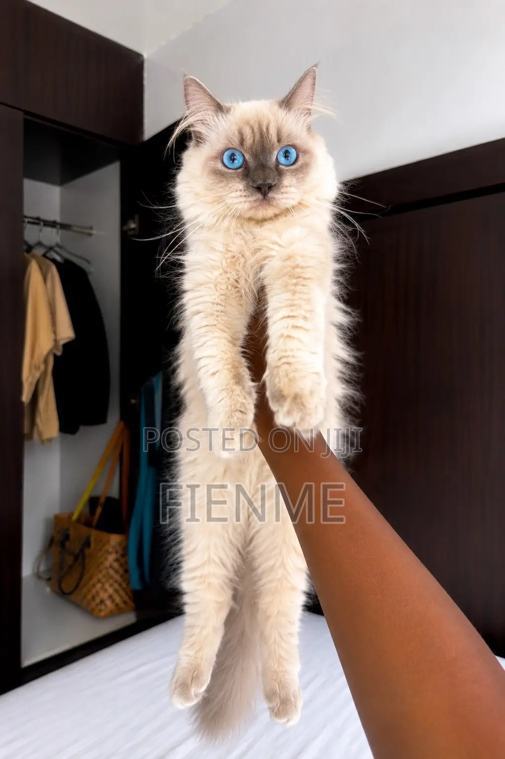 1-3 months Male Purebred Ragdoll