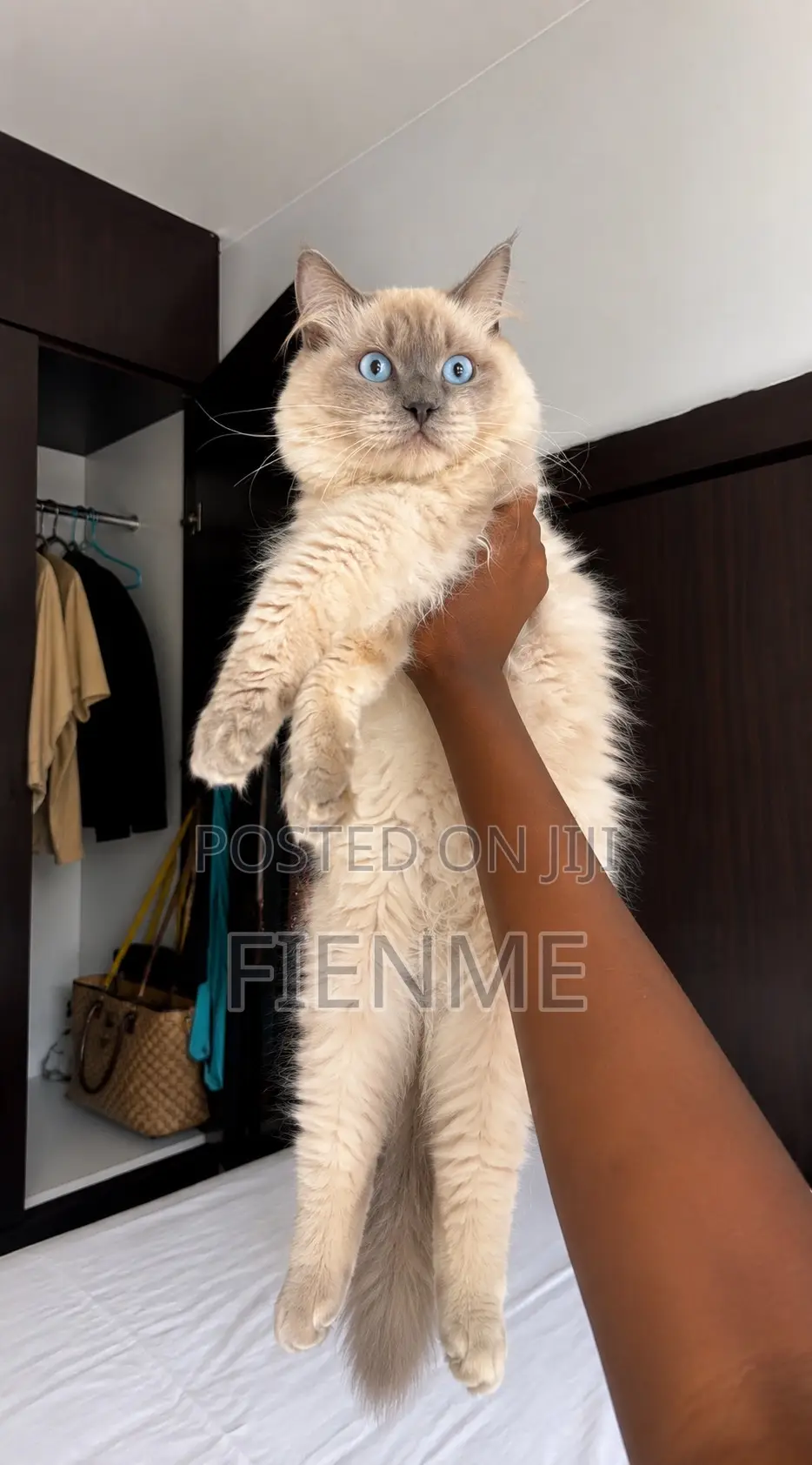 1-3 months Male Purebred Ragdoll