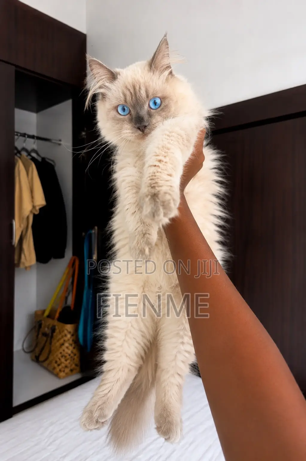 1-3 months Male Purebred Ragdoll