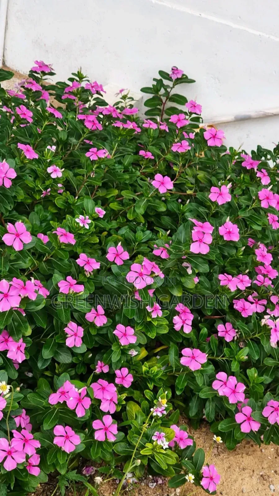 Garden and Landscaping