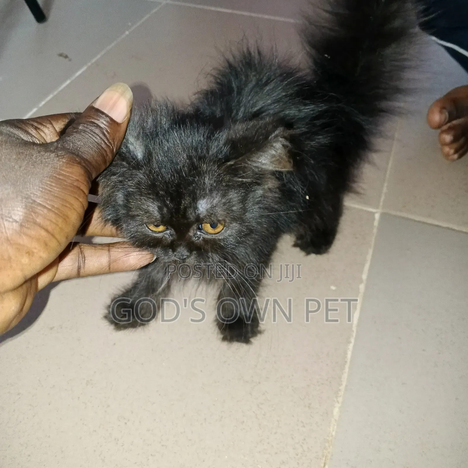1-3 months Female Purebred Persian
