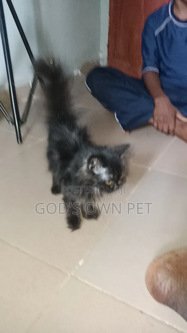 1-3 months Female Purebred Persian