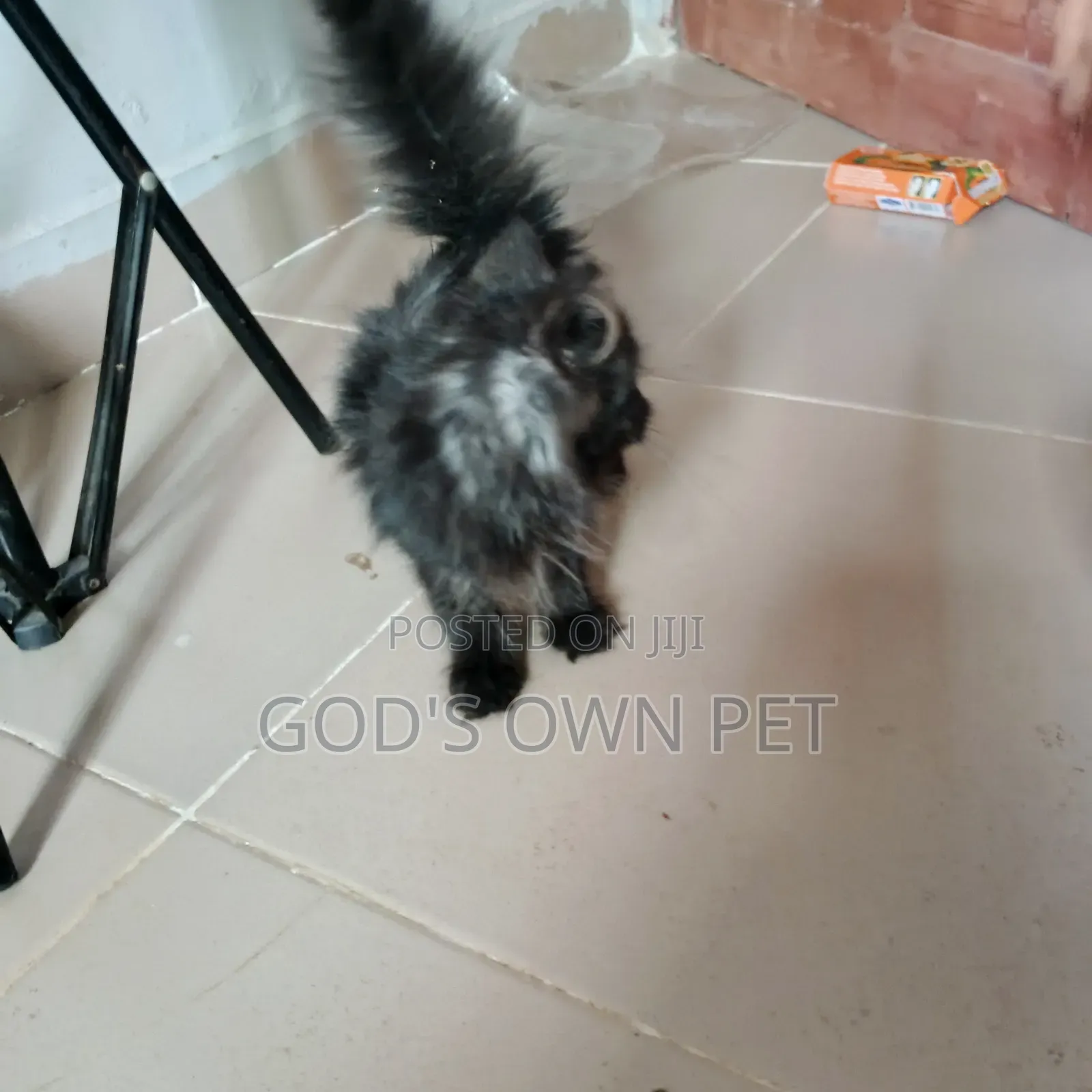 1-3 months Female Purebred Persian