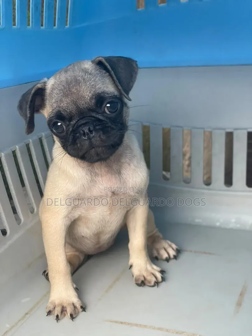 1-3 months Female Purebred Pug