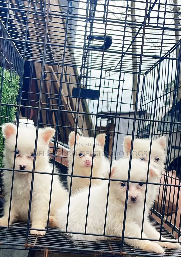 1+ year Male Purebred American Eskimo
