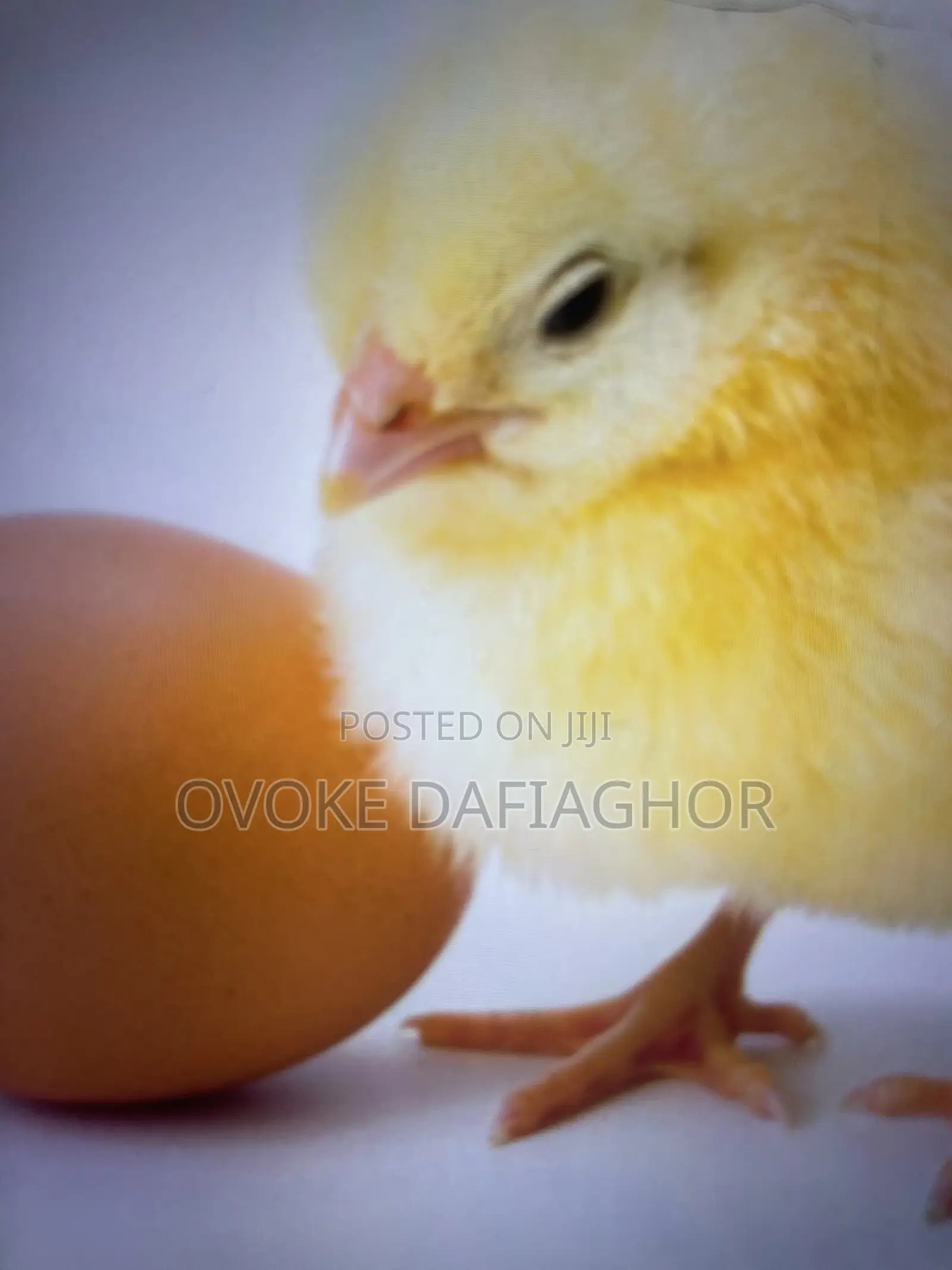 Day Old Pullet