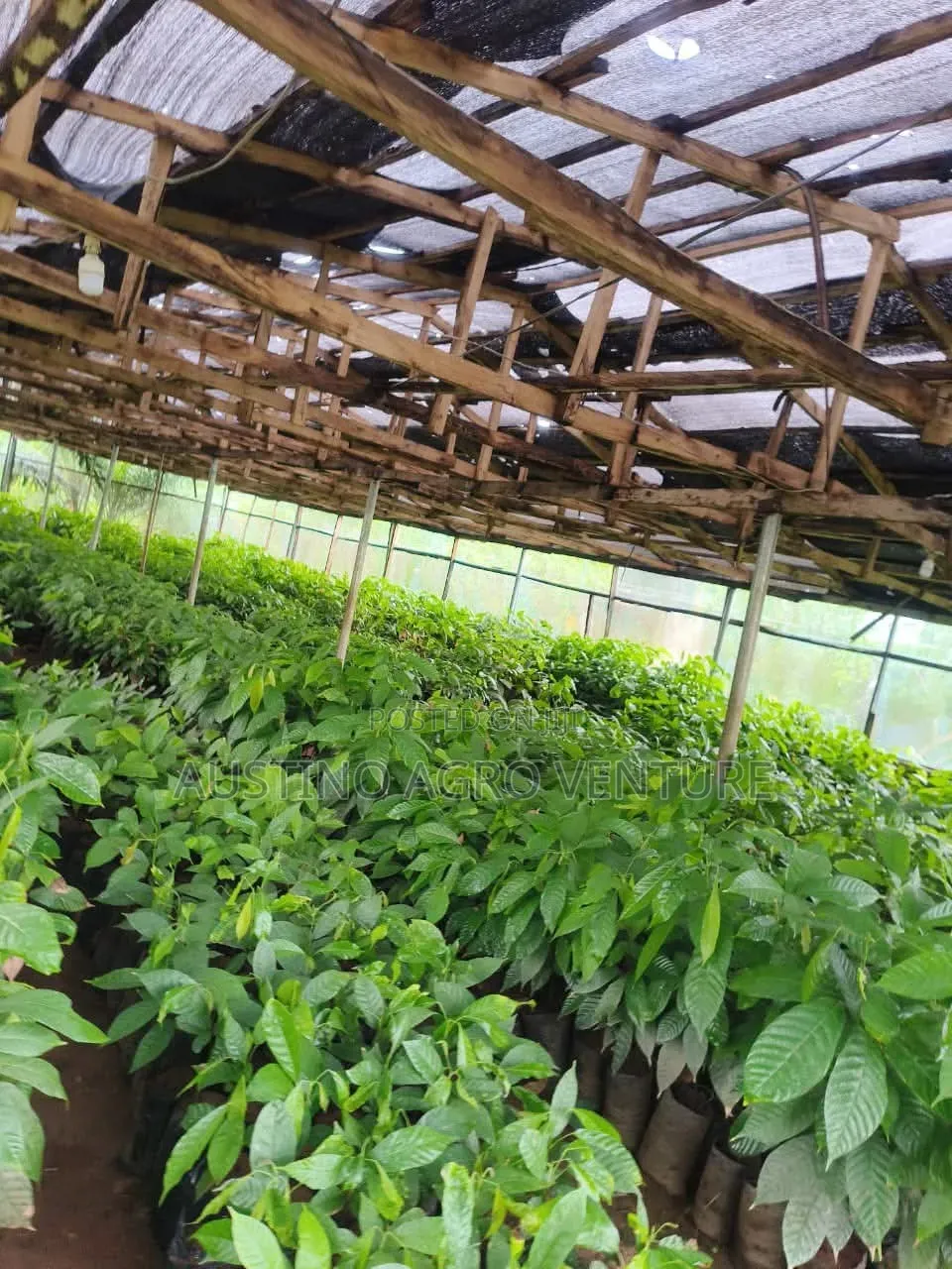 Hybrid Cocoa Seedlings Available