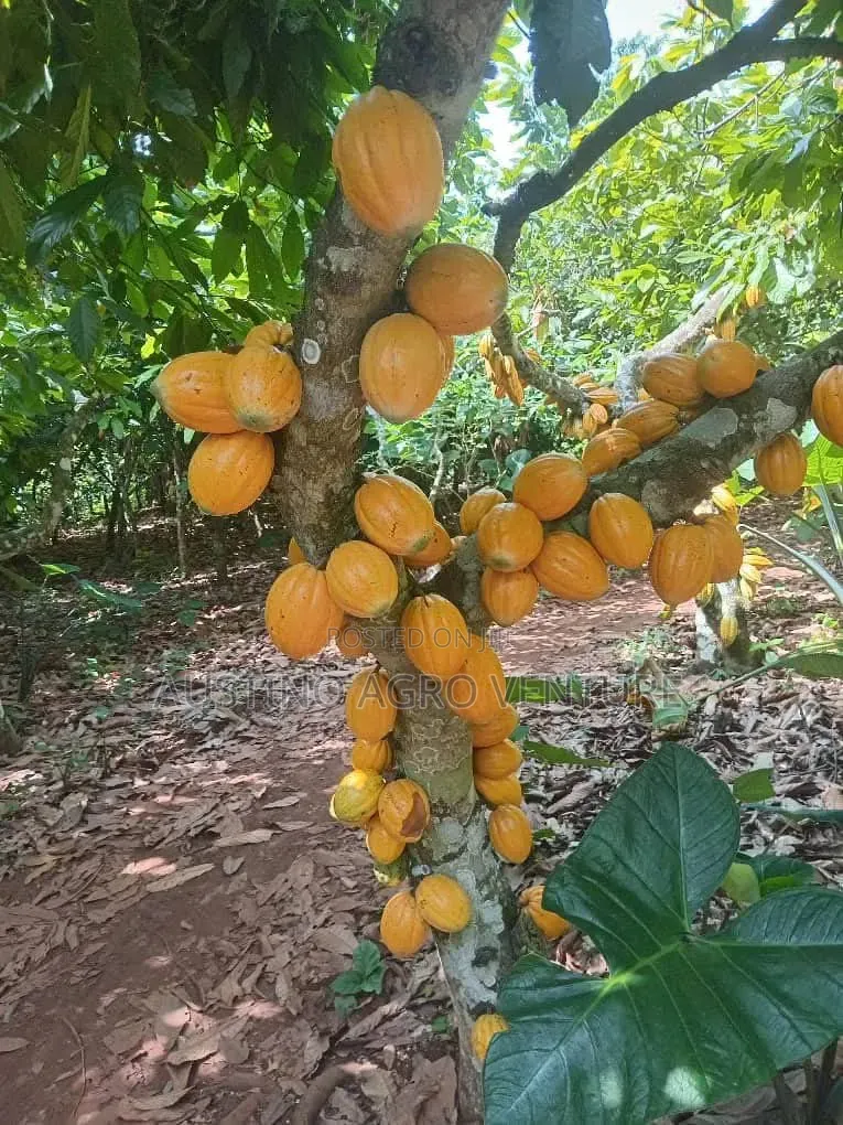 Hybrid Cocoa Seedlings Available