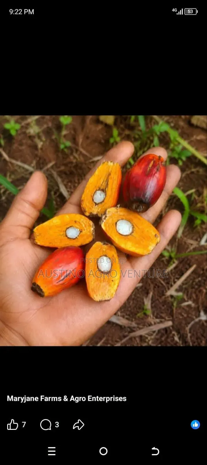 F1 Malaysia Supergen Oil Palm Seedlings Available