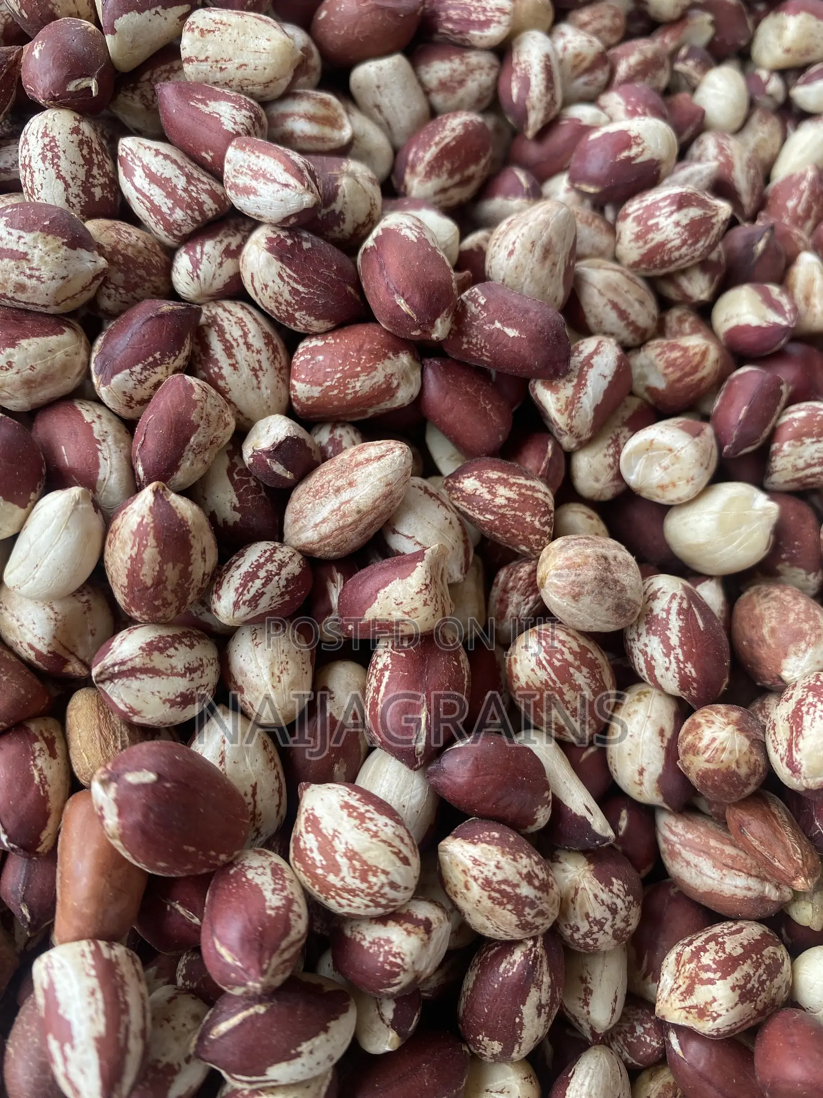 Premium Kampala Groundnut | Clean, Big Seeds | Wholesale Retail