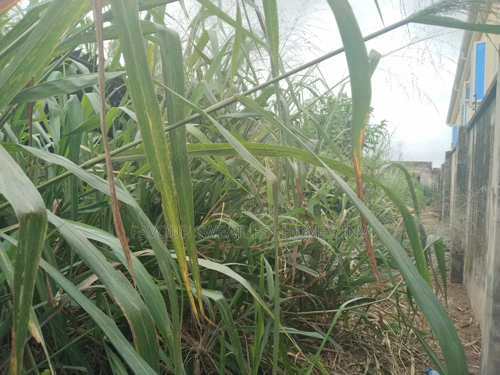 Lovely Half Plot of Land at Magboro