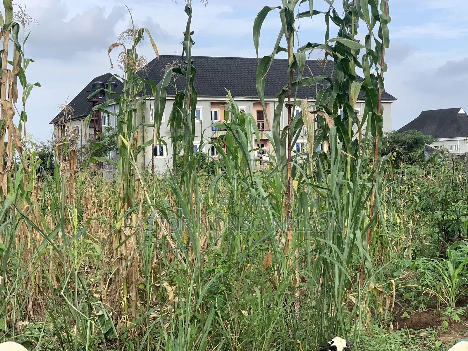 One Big Plot at Uwaelu, Uratta Owerri in Federal Light Zone