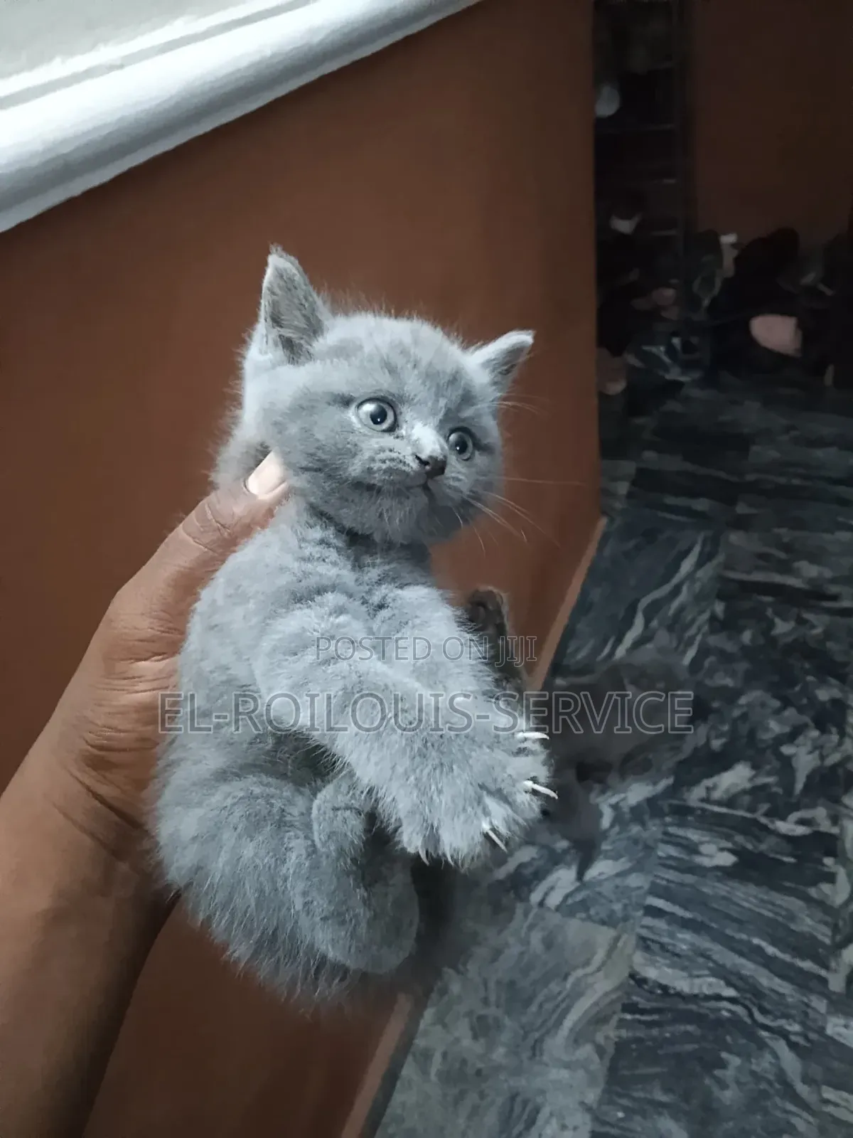 1-3 months Female Purebred British Shorthair