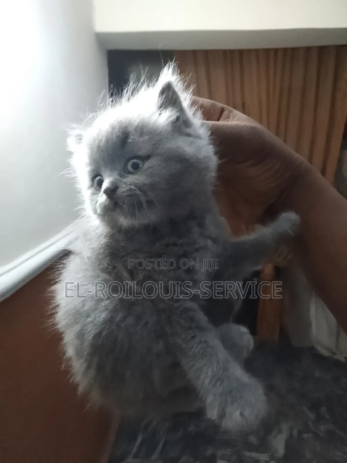 1-3 months Female Purebred British Shorthair