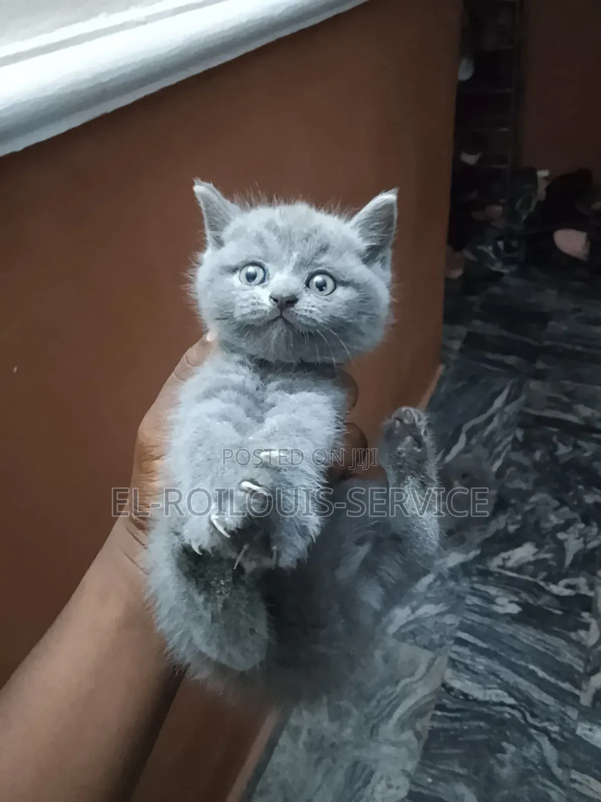 1-3 months Female Purebred British Shorthair