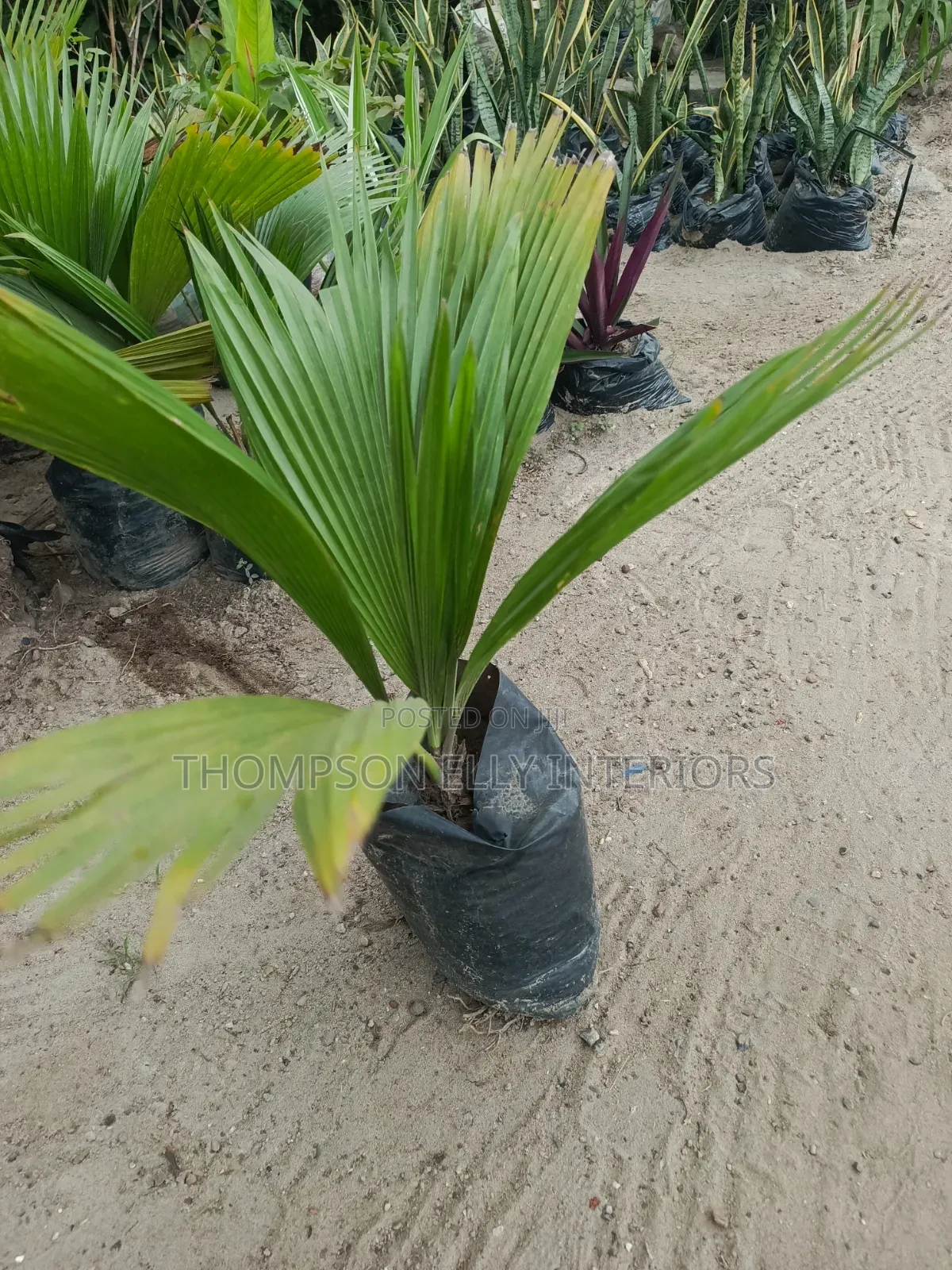 Fiji Fan Palm