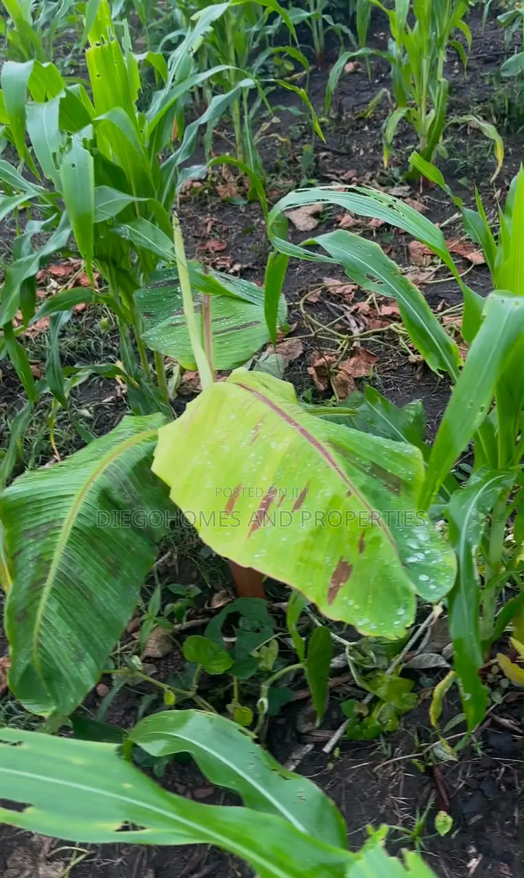 Affordable Plantain Farm Land for Sale in Abeokuta Ogun State