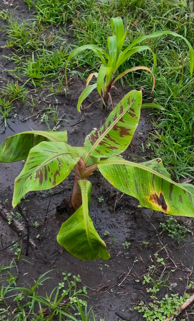 Affordable Plantain Farm Land for Sale in Abeokuta Ogun State