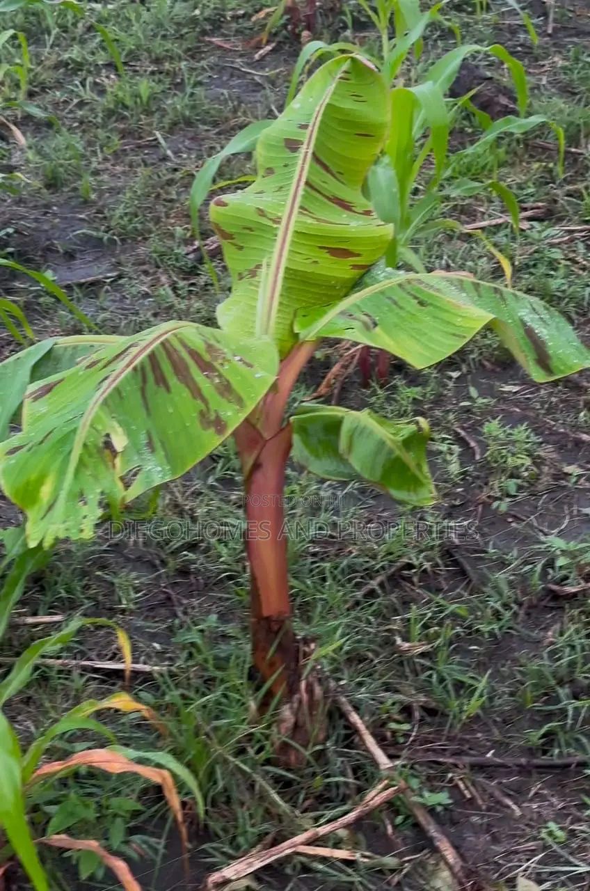 Affordable Plantain Farm Land for Sale in Abeokuta Ogun State