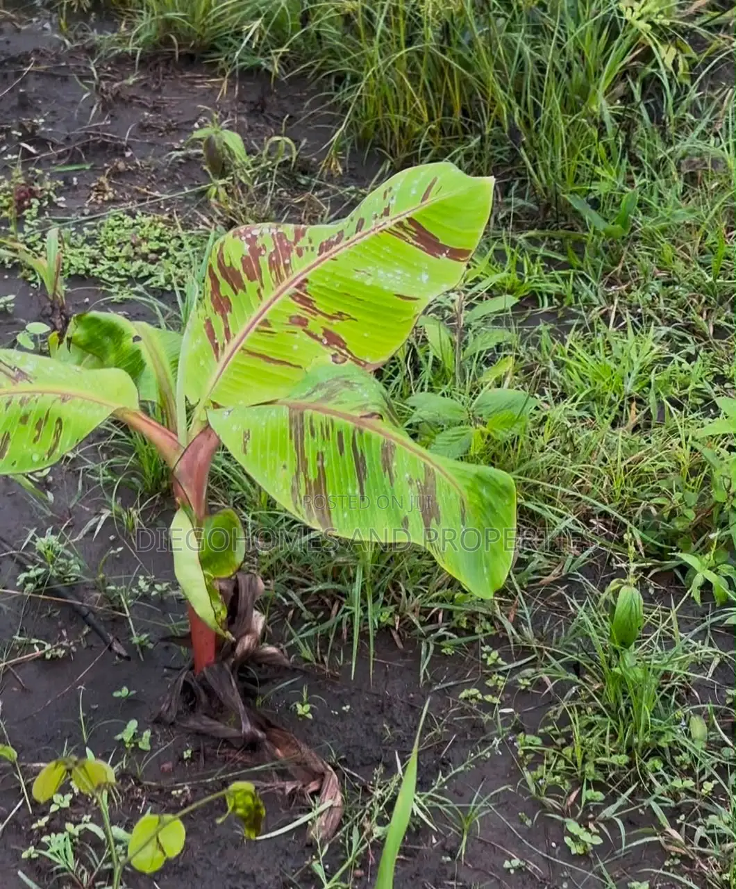 Affordable Plantain Farm Land for Sale in Abeokuta Ogun State