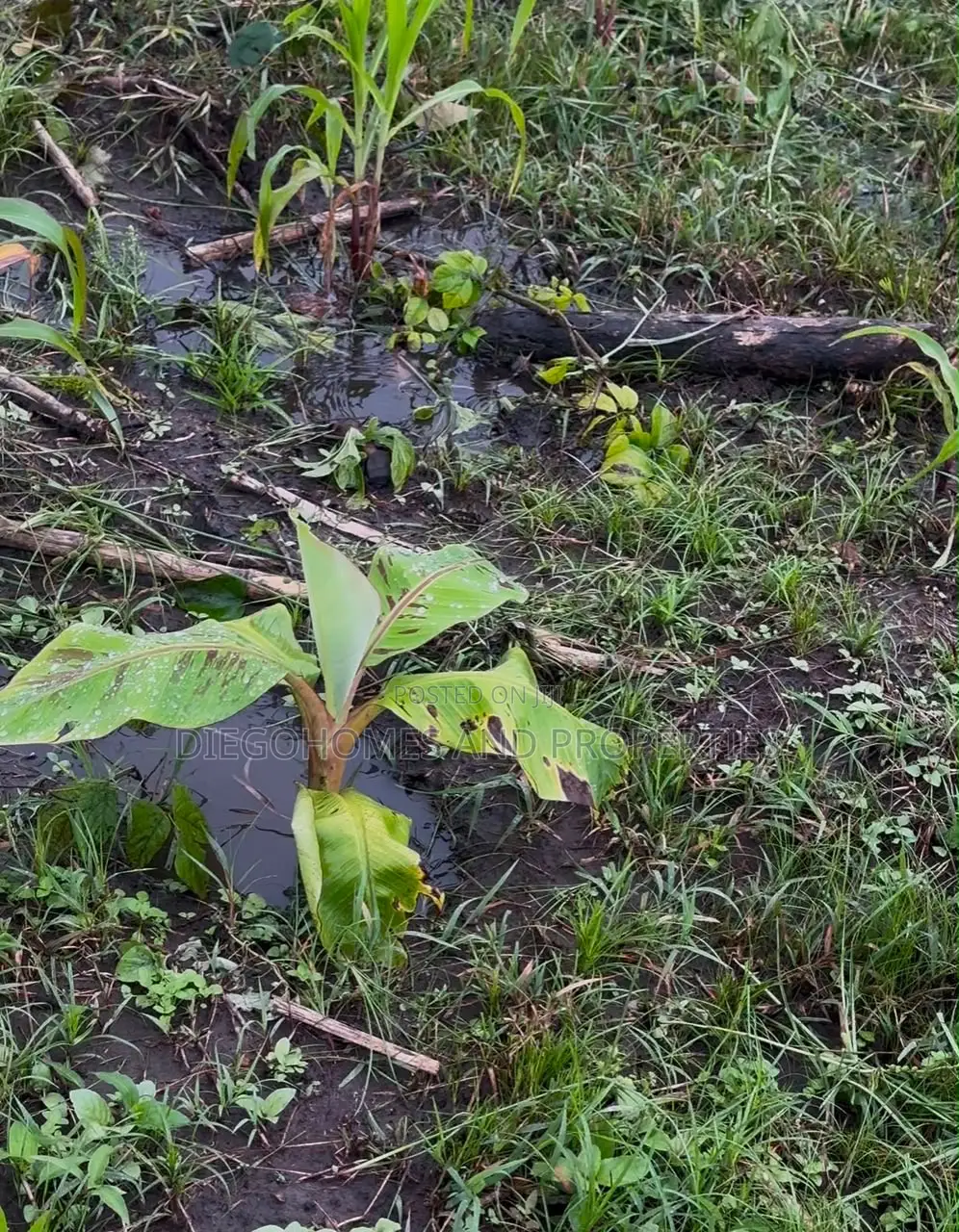 Affordable Plantain Farm Land for Sale in Abeokuta Ogun State