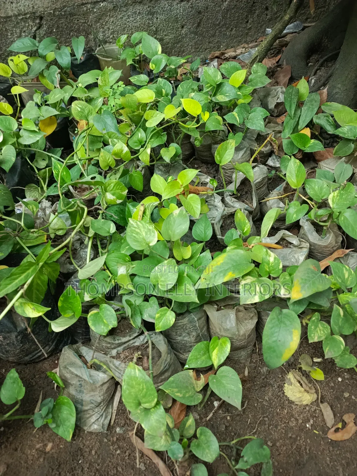 Golden Pothos/Money Plant
