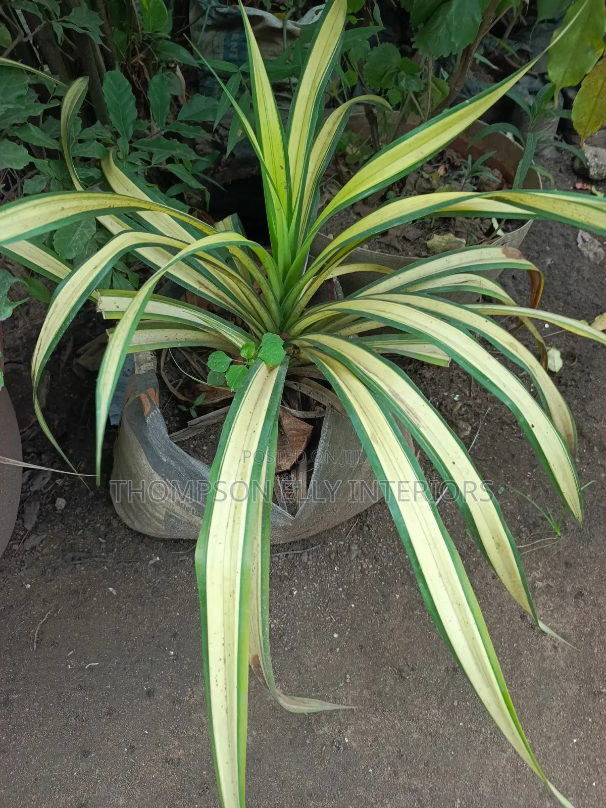 Golden Pandanus / Variegated Screw Pine