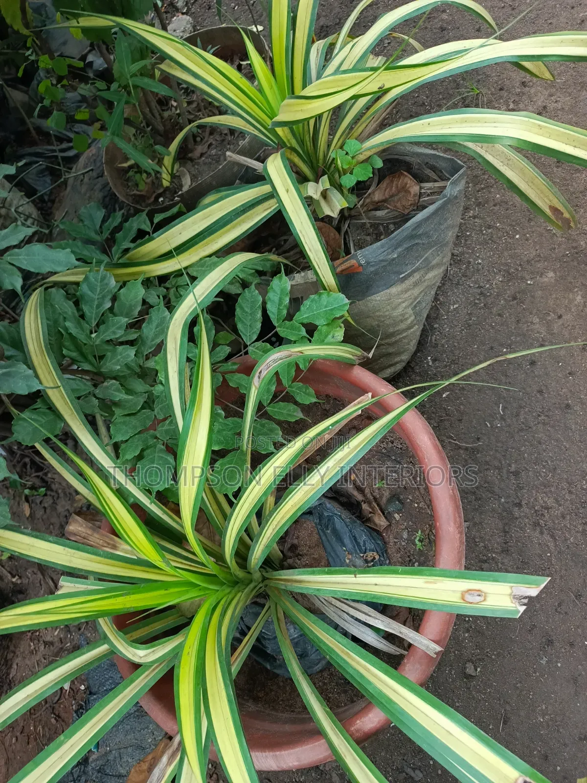 Golden Pandanus / Variegated Screw Pine