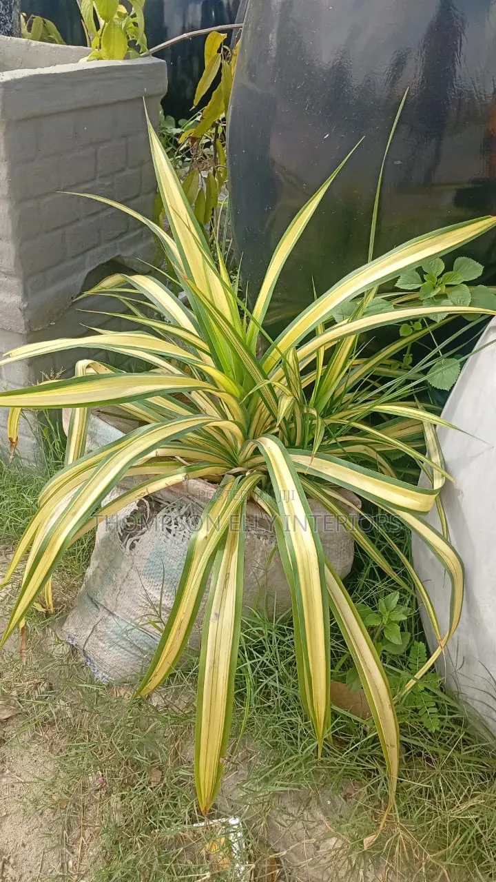Golden Pandanus / Variegated Screw Pine