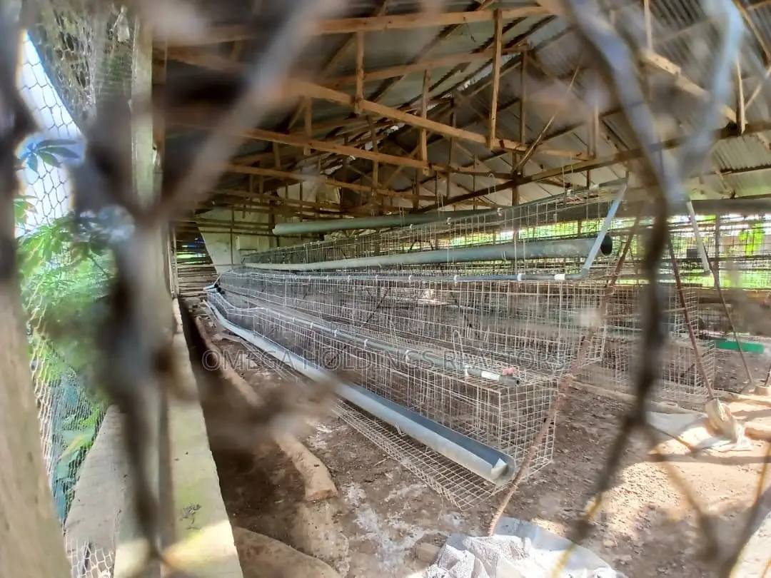 Poultry/Plantain Farm for Sale