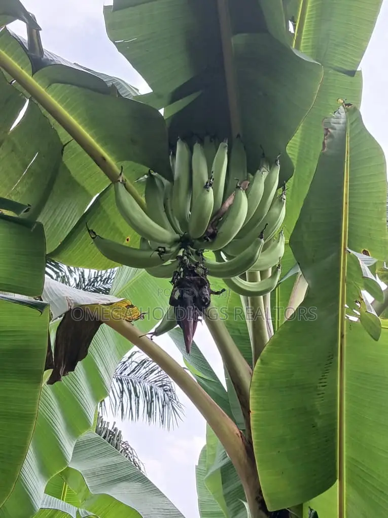 Poultry/Plantain Farm for Sale