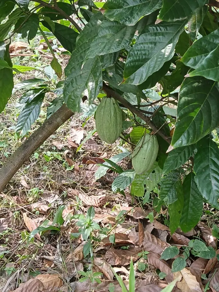 Poultry/Plantain Farm for Sale