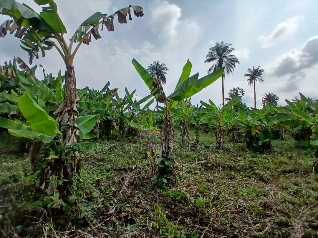 Poultry/Plantain Farm for Sale