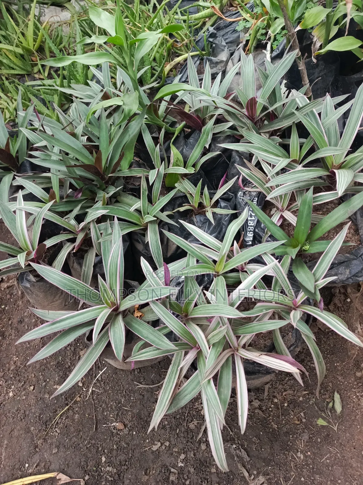 Moses in the Cradle/ Oyster Plant/ Boat Lily.