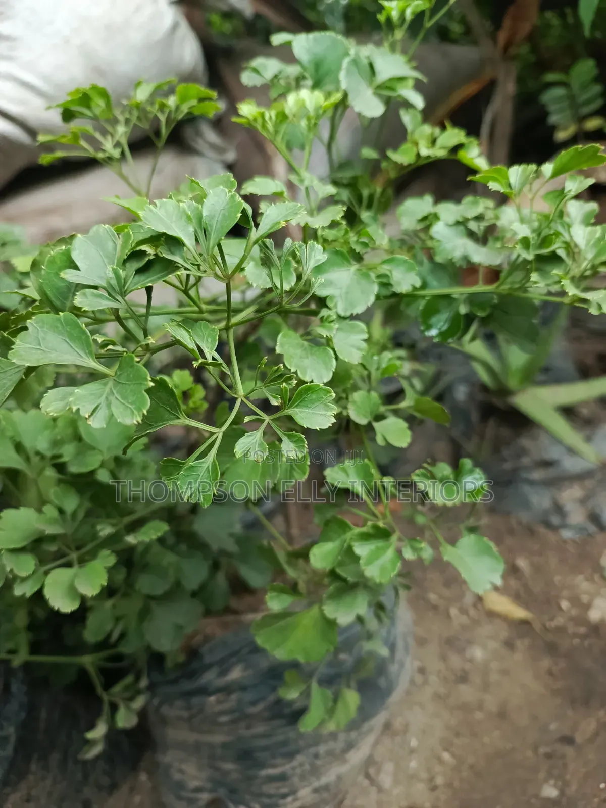 Geranium Leaf Aralia/Dinner Plate Aralia,