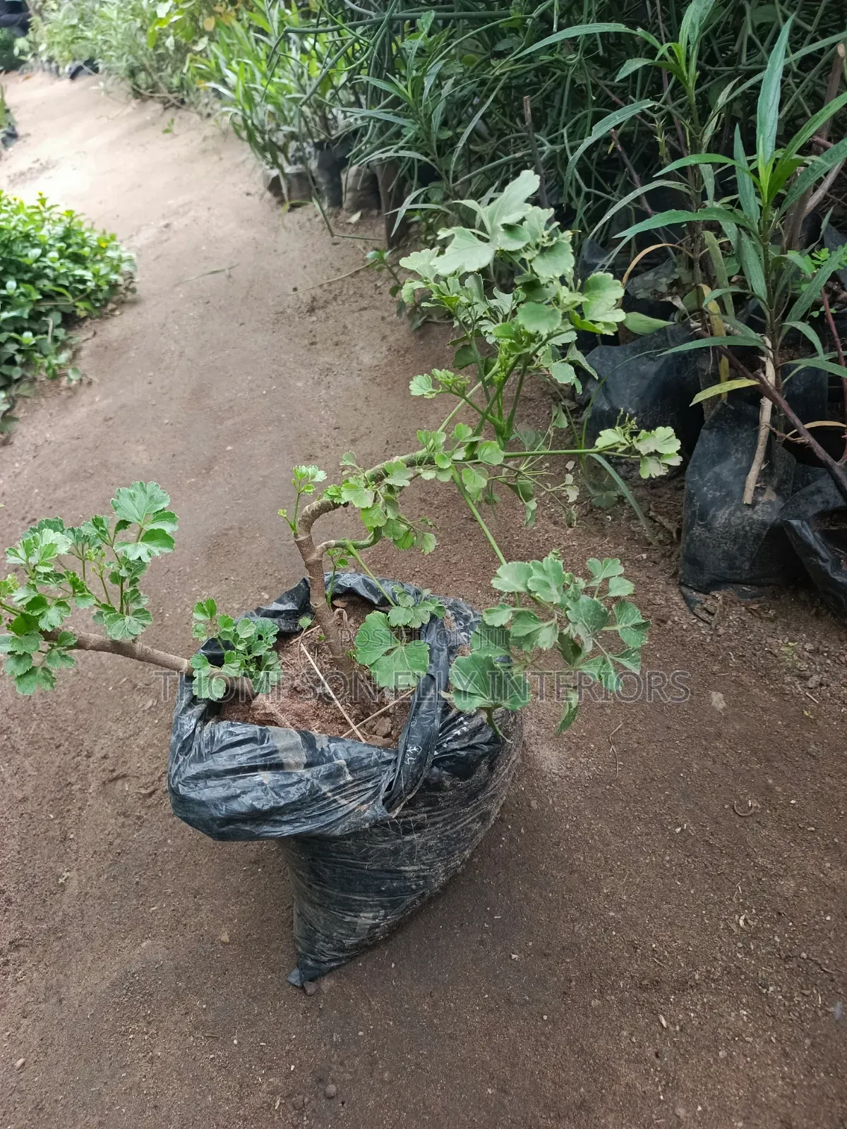 Geranium Leaf Aralia/Dinner Plate Aralia,